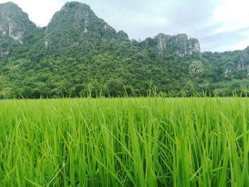 Scenic view of agricultural field against sky