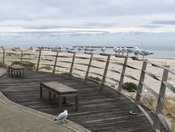 Seagull perching on railing by sea against sky