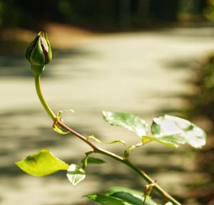 Close-up of lotus flower bud growing outdoors