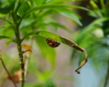 Close-up of insect on plant