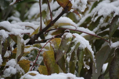 Close-up of frozen plant