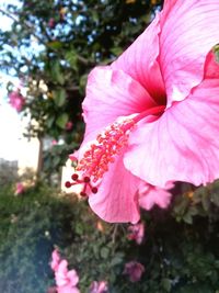 Close-up of pink flowers