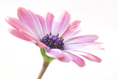 Close-up of pink flower against white background