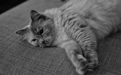 Close-up of cat resting on sofa