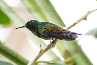 Close-up of bird perching on a plant