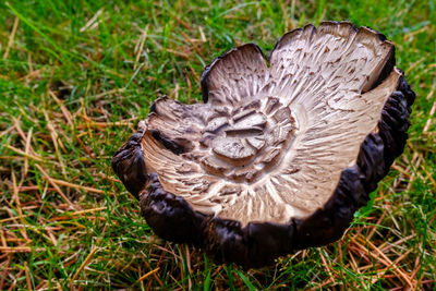 High angle view of mushrooms growing on field