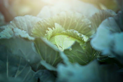 Close-up of cabbage