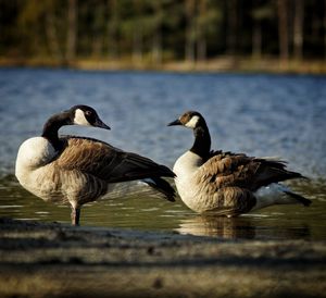 Ducks on a lake