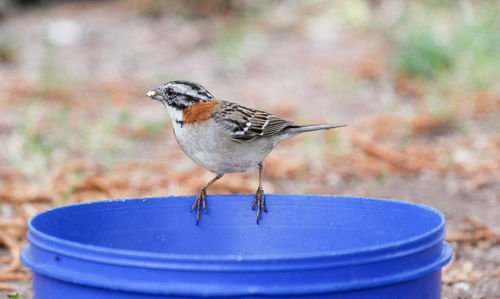 Close-up of a bird