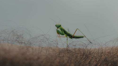 animal wildlife
