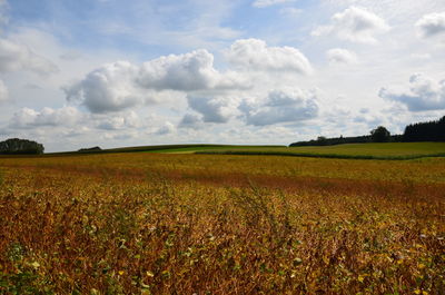 Scenic view of field against sky