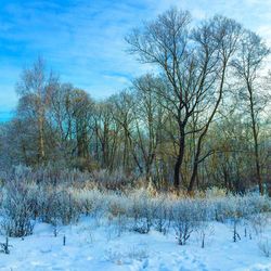 Bare trees on snow covered landscape