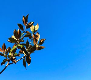 Low angle view of flower tree against clear blue sky