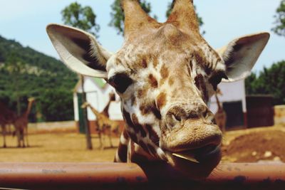 Close-up portrait of a giraffa 