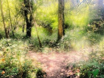 View of trees in forest