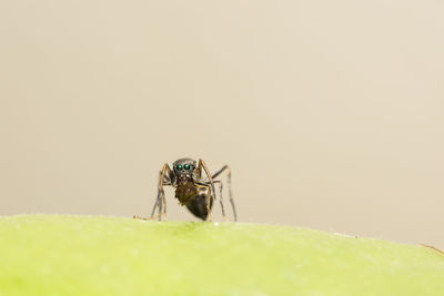 Close-up of spider on leaf