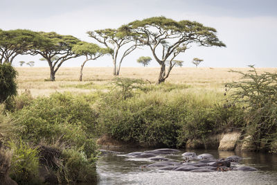 Scenic view of river amidst trees against sky