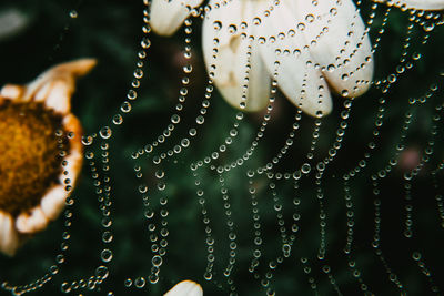 Close-up of wet spider web on rainy day
