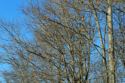 Low angle view of bare trees against blue sky