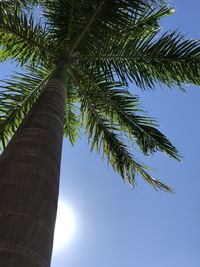 Low angle view of coconut palm tree against clear sky