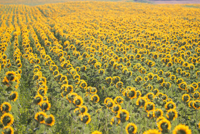 Scenic view of sunflower field