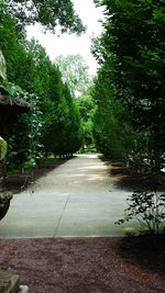 Plants along trees