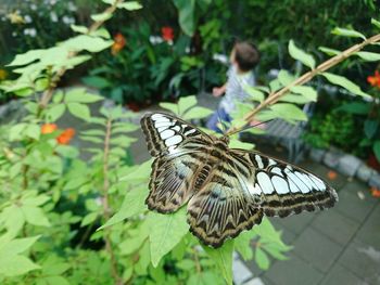 Close-up of butterfly perching on flower