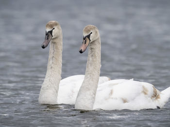 Swan swimming in lake