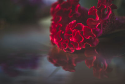 Close-up of pink rose