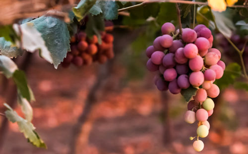 Close-up of grapes growing on plant