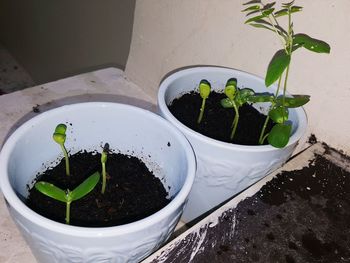 Plants growing on a wall