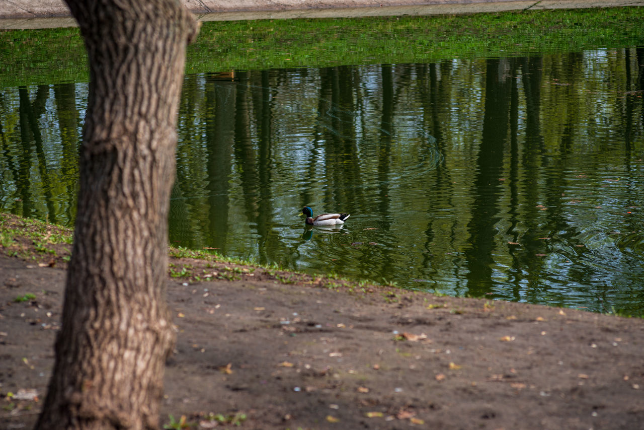 BIRD FLYING OVER LAKE