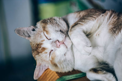 Close-up of cat sleeping