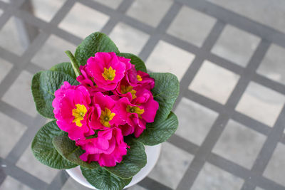 Close-up of pink flower on plant