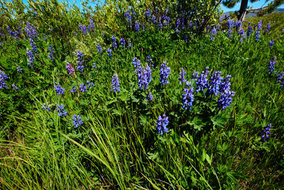 Close-up of purple flowering plants on field