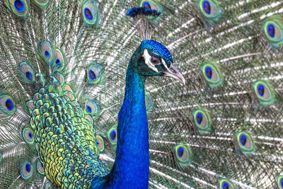 Peacock Peacock