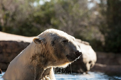 Polar bear swimming in lake