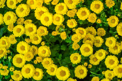 Full frame shot of sunflower field