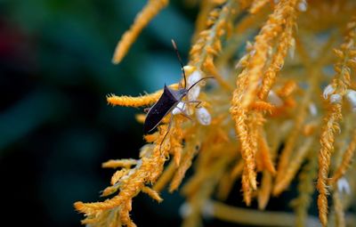 Close-up of insect on flower