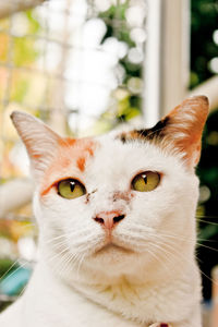 Close-up portrait of a cat