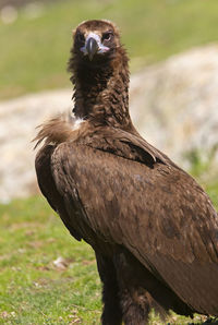 Close-up of a bird looking away