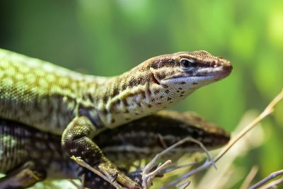 Close-up of lizards mating by plants