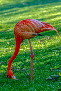 Side view of a bird on grass