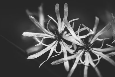 Close-up of flowering plant