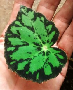 Close-up of hand holding leaf