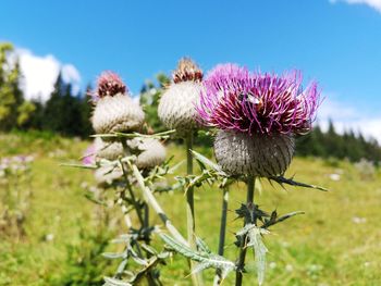 Close-up of wilted thistle on field against sky