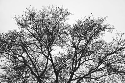 Low angle view of cherry tree against sky