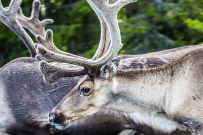 Close-up of deer