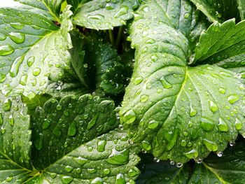 Full frame shot of wet leaves on rainy day