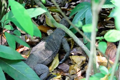 High angle view of lizard on leaves
